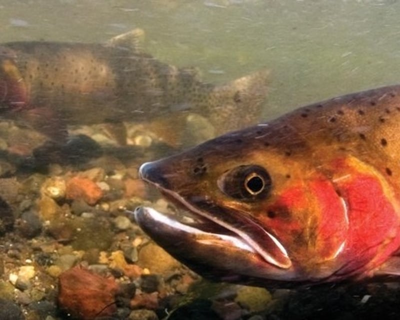 Full-Day Fly Fishing in Yellowstone