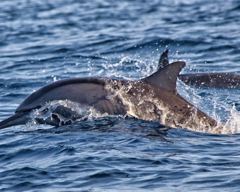 Galveston Sunset Dolphin Cruise
