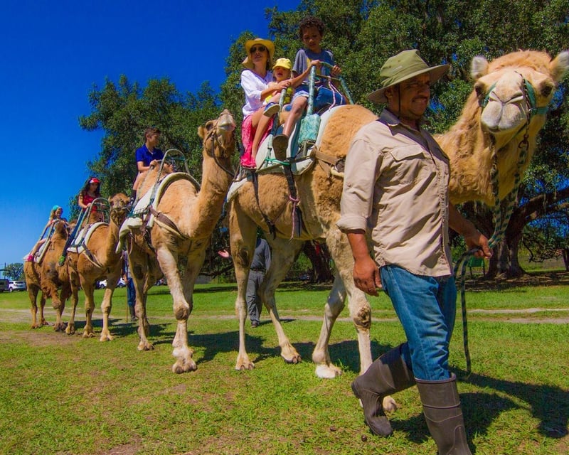 Dade City 1.5-Hour Guided Camel Safari