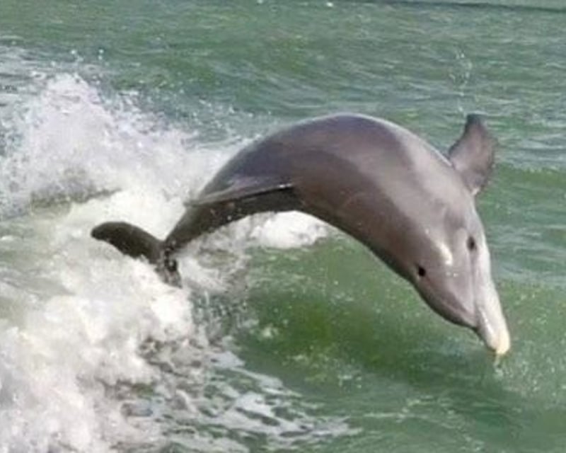 2-Hour Dolphin Tour in Holmes Beach
