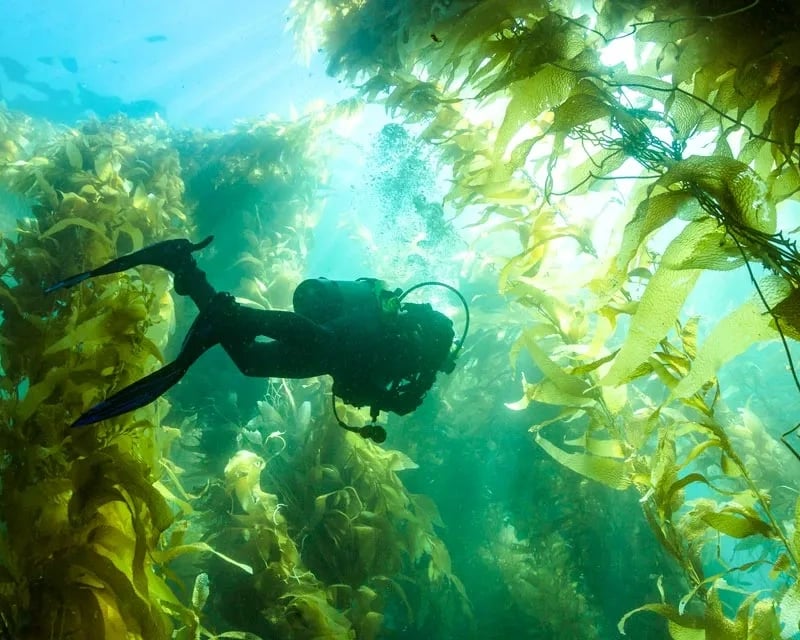 Private 2-Dive Guided Shore Diving Tour at Point Lobos