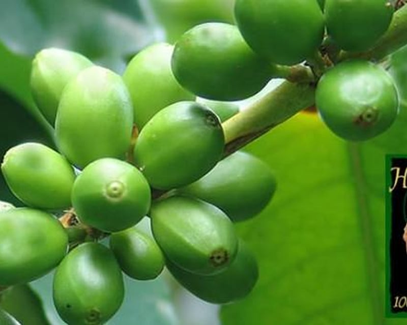 Kona Coffee Plantation Tour & Tasting in Holualoa