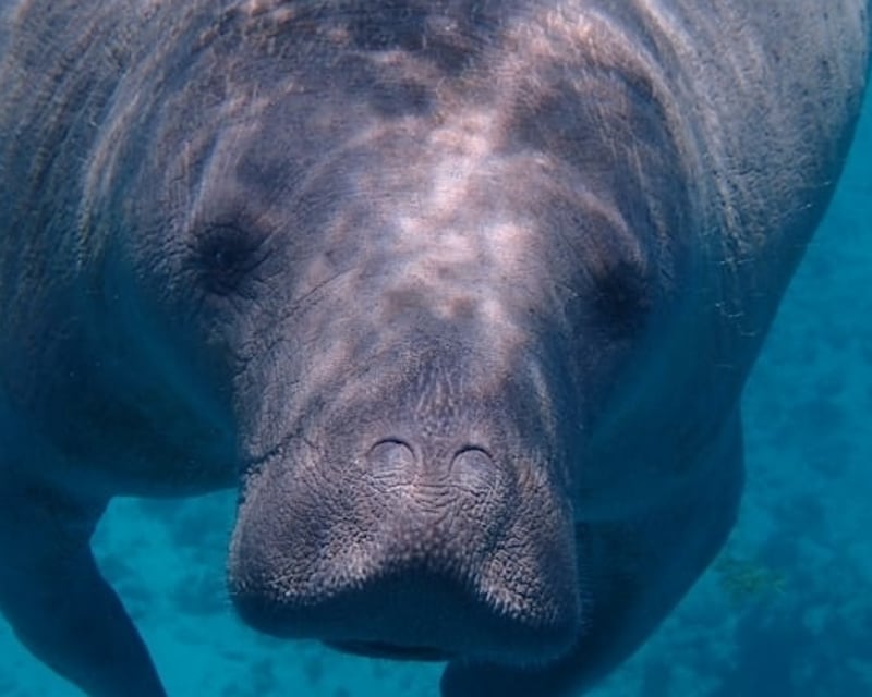 Manatee Sightseeing Tour in Crystal River