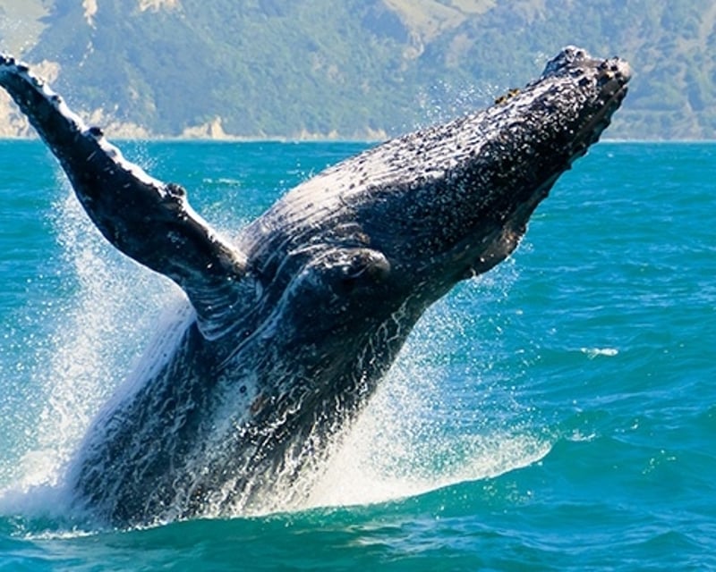 Humpback Whale Watching Kayak Tour in Wailea, Maui