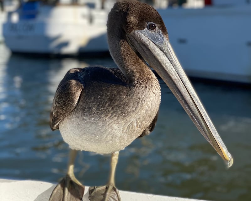 Private Guided Birding Tour on Galveston Bay