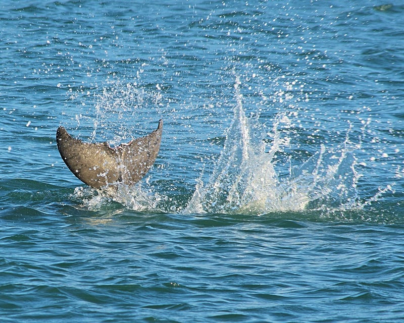 Dolphin & Manatee Watching Cruise in Fort Myers