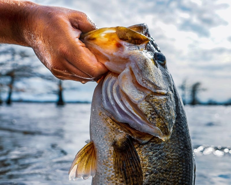 Fish a 4-Hour Bass Charter in Middle Tennessee