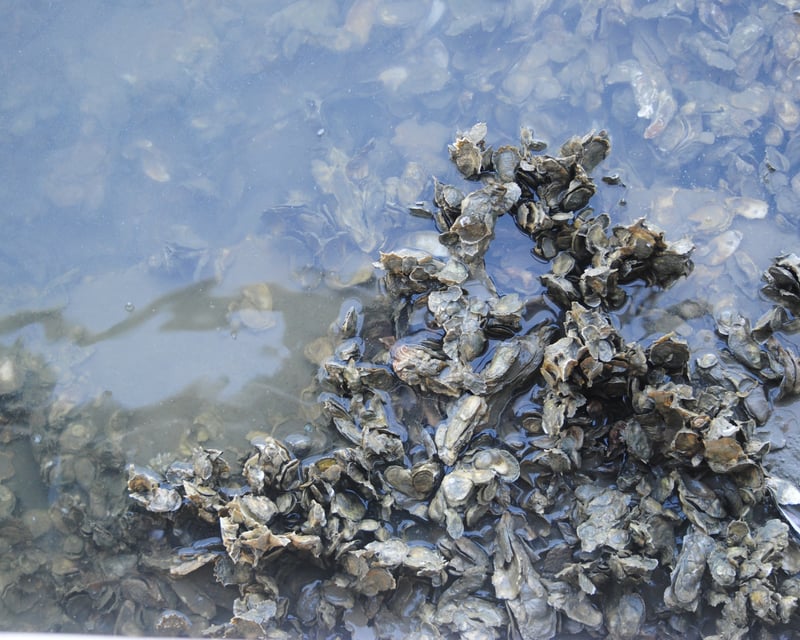 Charleston Oyster Farm Guided Tour With Tasting