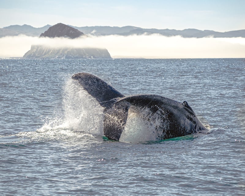 Morro Bay Whale Watching Cruise
