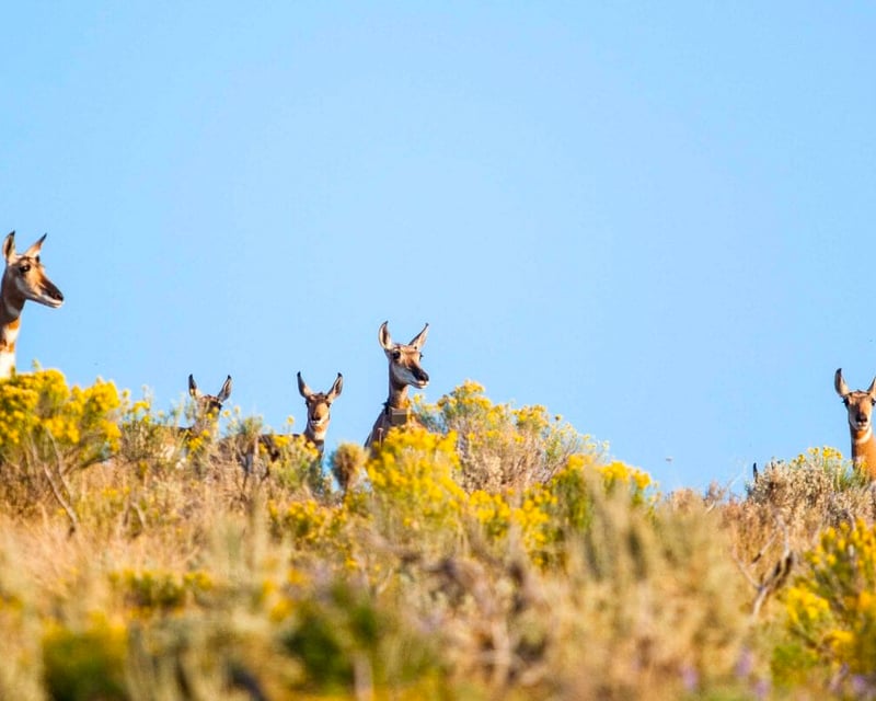 Explore Grand Teton 4-5 Hour Wildlife Safari
