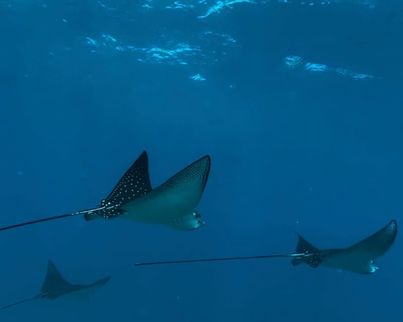 2.5-Hour Wailea Snorkel & Picnic Tour