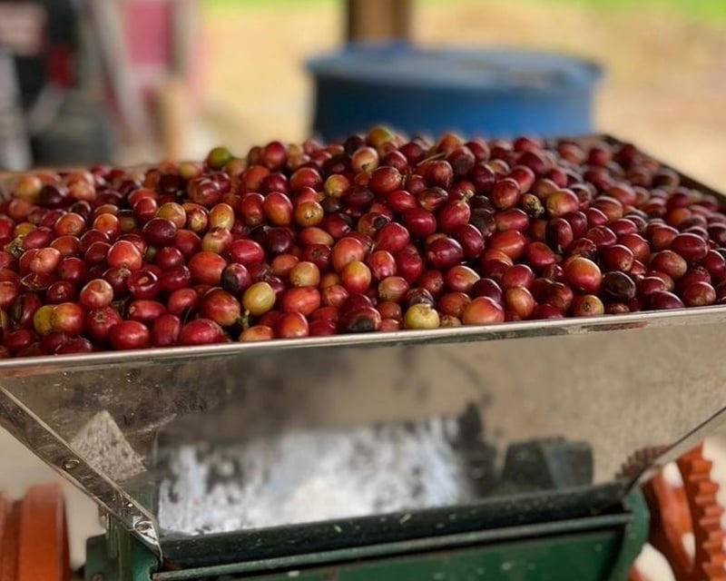 Guided Harvest Coffee Farm Tour in Utuado