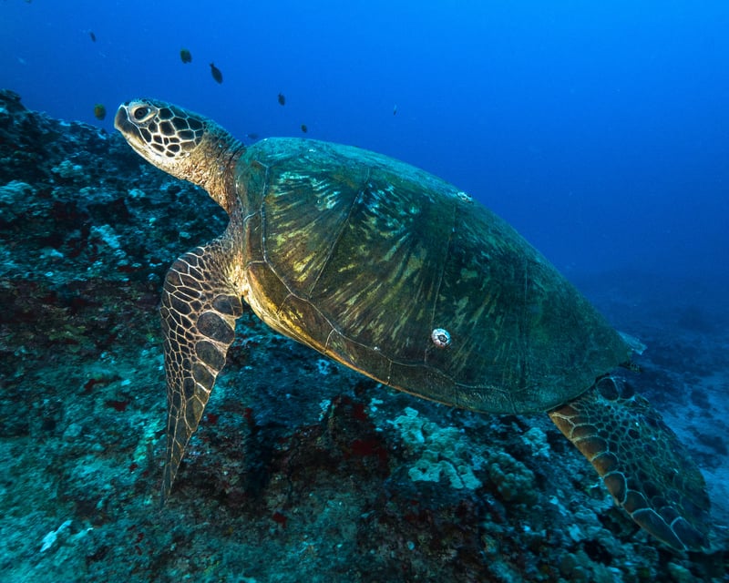 Honolulu Guided Night Dive