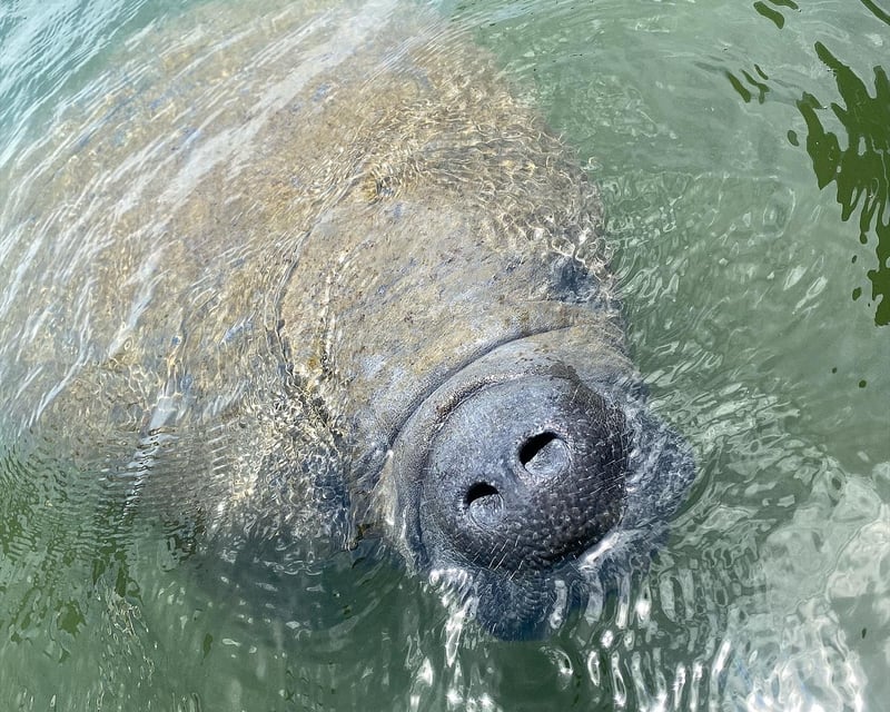 Private Fort Myers Beach Eco Cruise with Marine Biologist
