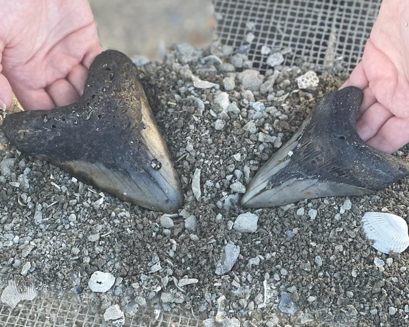 20-Gallon Shark Tooth Fossil Dig in North Myrtle Beach