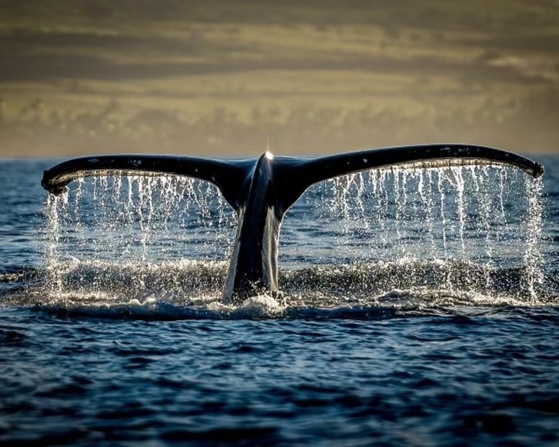 3-Hour Maui Whale Photography Charter