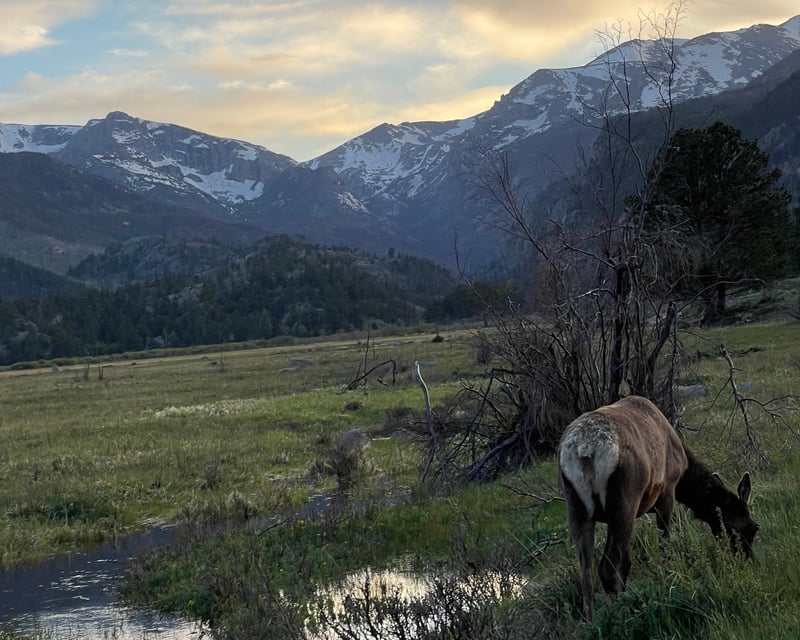 Winter Guided Tour of Rocky Mountain National Park