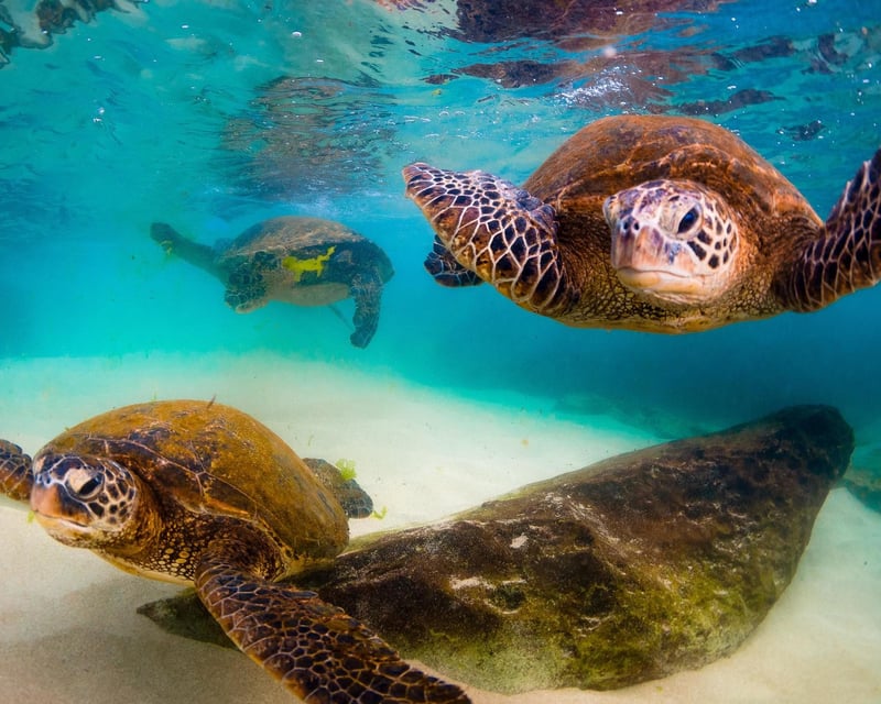 Guided Shore Snorkeling Tour in Poipu