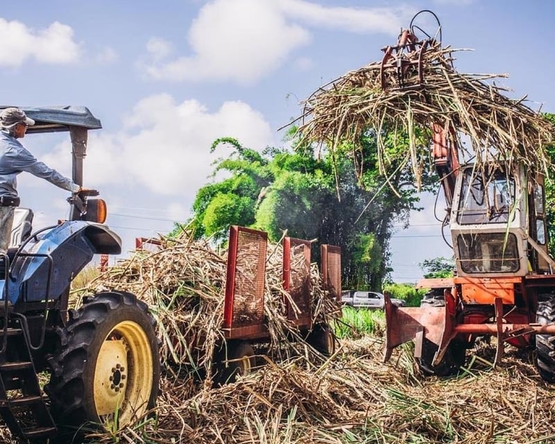 Rum Distillery & Sugarcane Estate Tour in Vega Alta