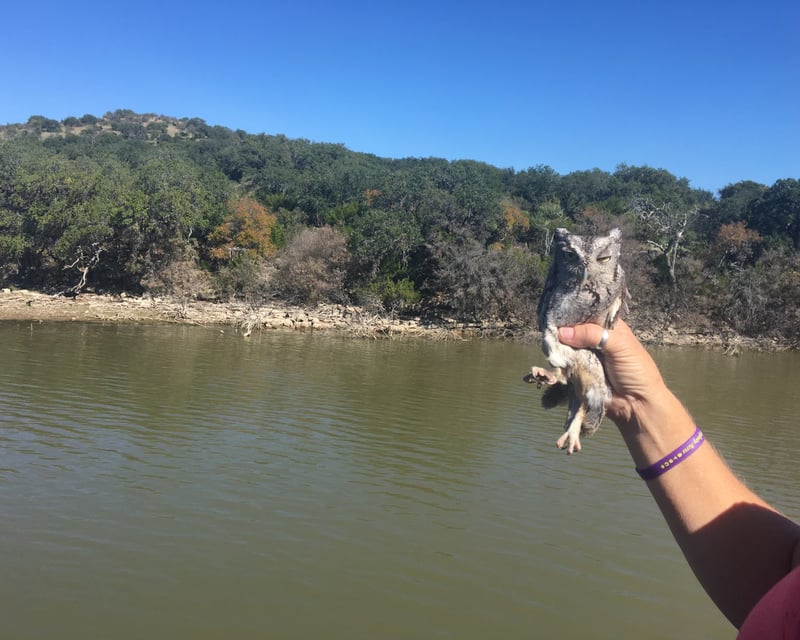 Bird of Prey Release Cruise in Burnet