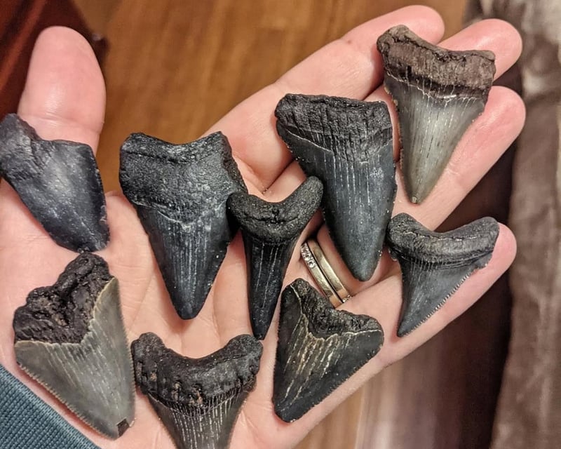 Morris Island Shelling Tour From Folly Beach