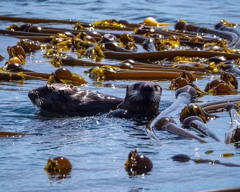 Kelp Forest Snorkel Tour in Monterey