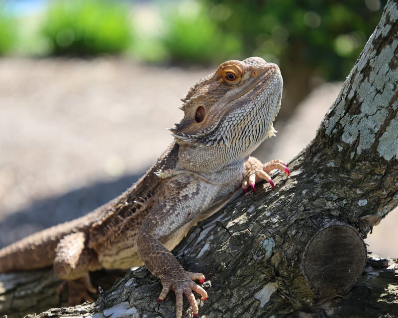 Private Reptile & Amphibian Meet & Greet in Kemah