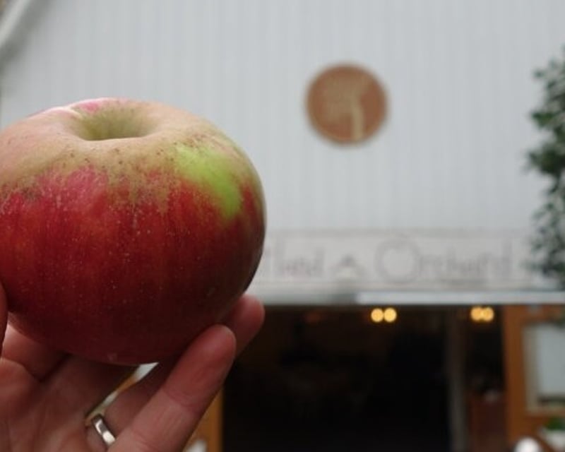 Self-Guided Apple Tasting at Sweetland Orchard in Webster