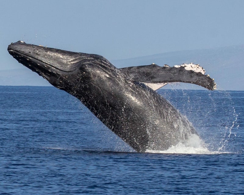 Snorkel West Maui Half-Day Cruise With Open Bar