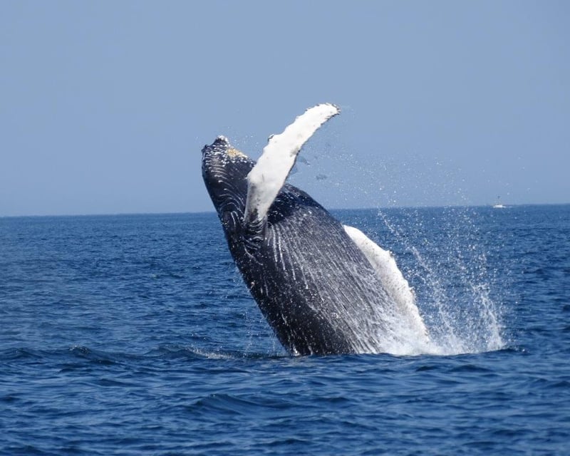 Striped Bass & Bluefish Fishing & Whale Watching Charter