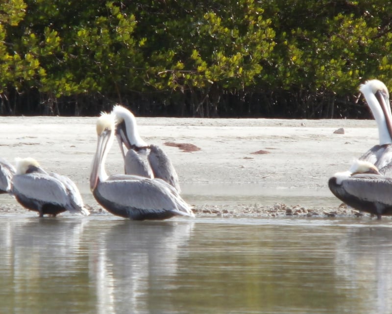 Estero Bay Wildlife Kayak Tour near Fort Myers Beach