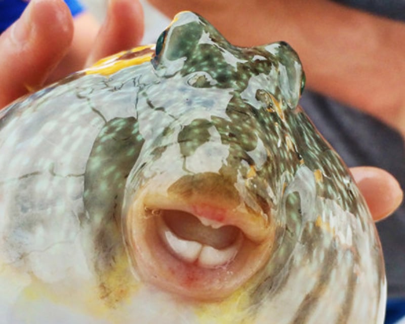 Fort Myers Sea Life Encounter Cruise