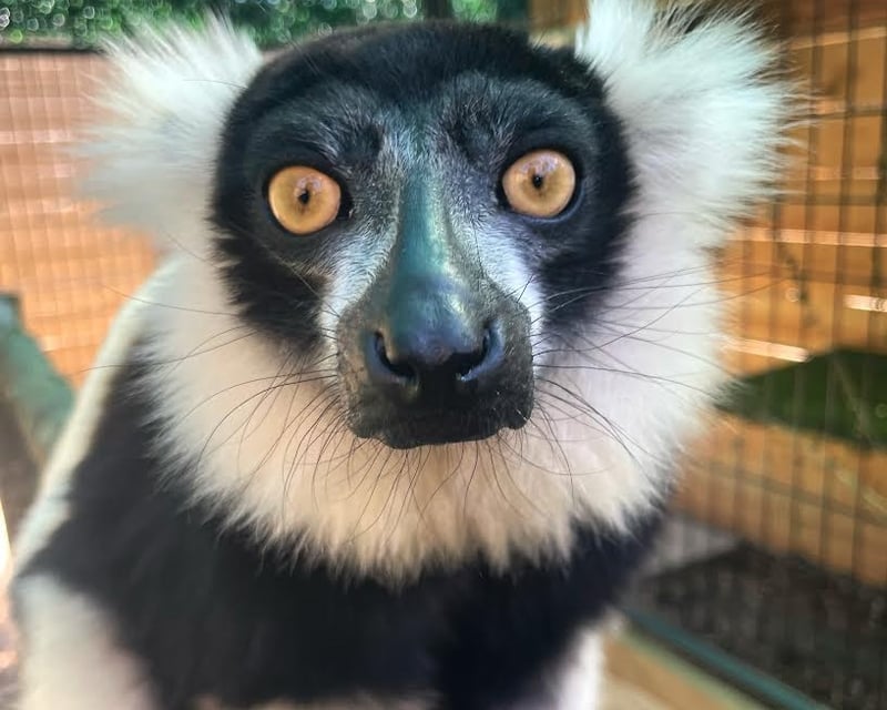 Ruffed Lemur Encounter at North Florida Wildlife Center