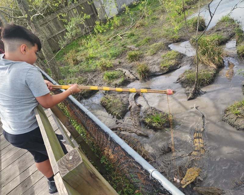 Feed Crocodiles With A Bamboo Pole In Angleton