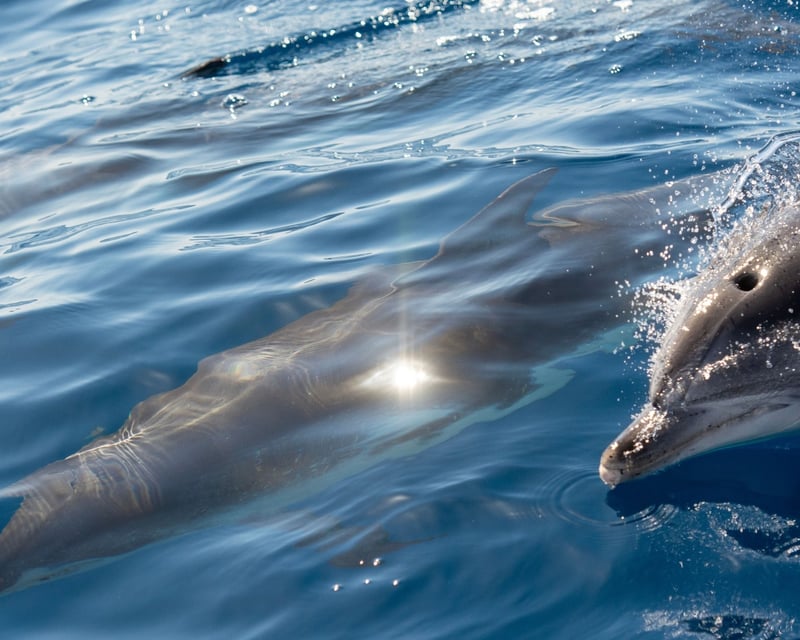 Private Dolphin Watching & Shelling Tour in Port Aransas