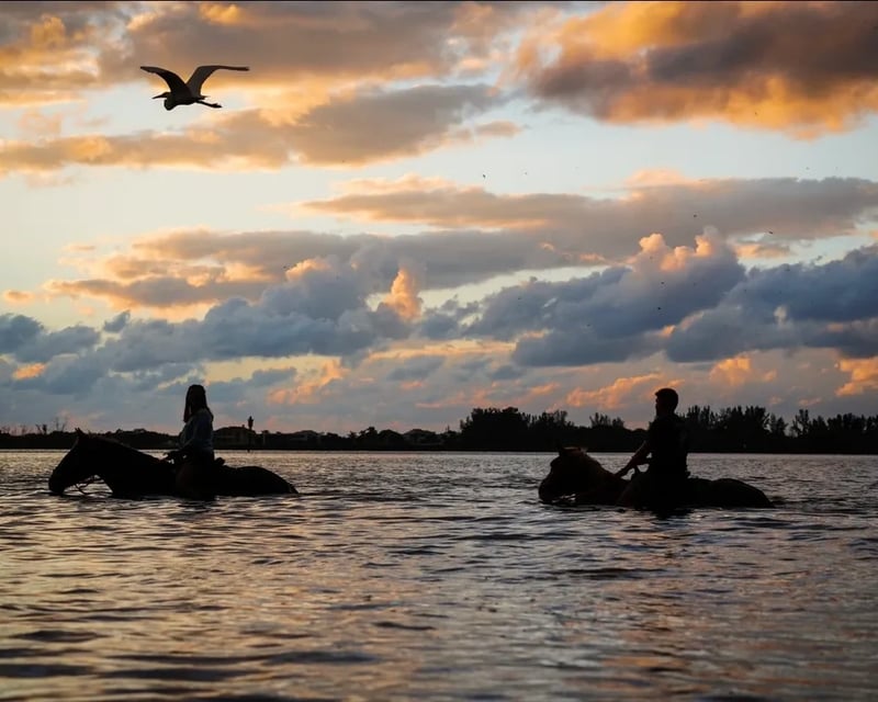 Sunset Horseback Ride in Palma Sola Bay