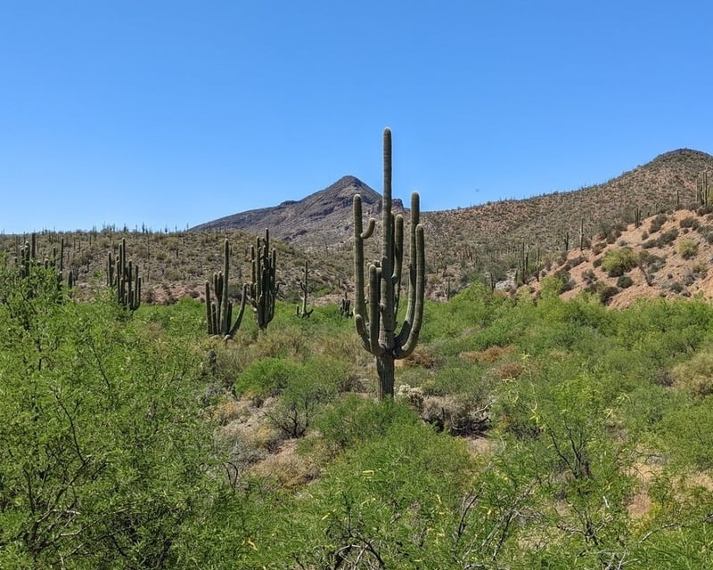 Private Saguaro & Petroglyph Hike in the Sonoran Desert
