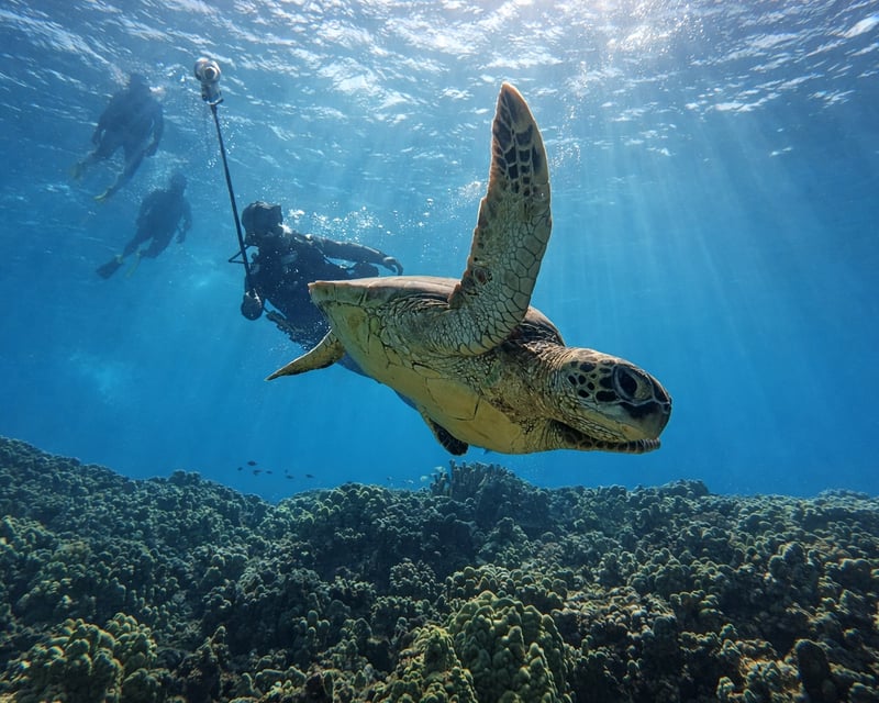 2-Tank Morning Scuba Boat Dive from Lahaina, Maui