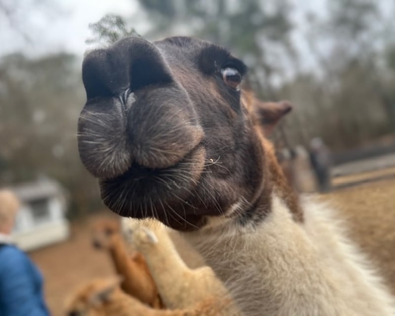Farm Animal Tour & Horse Trail Ride Party in Snellville