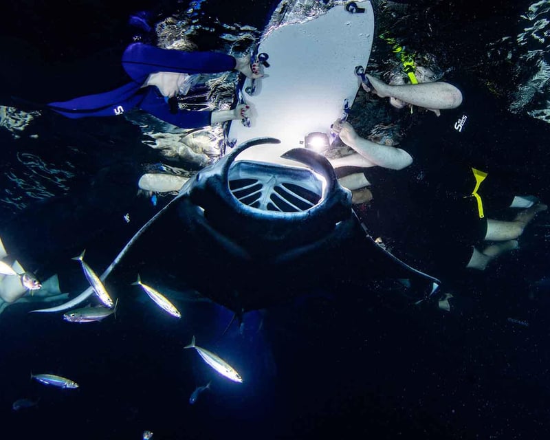 Kona Night Manta Ray Snorkeling Tour