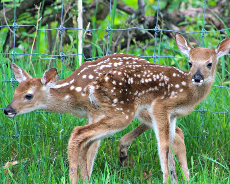 Explore Wilderness Walk Zoo & Western Town
