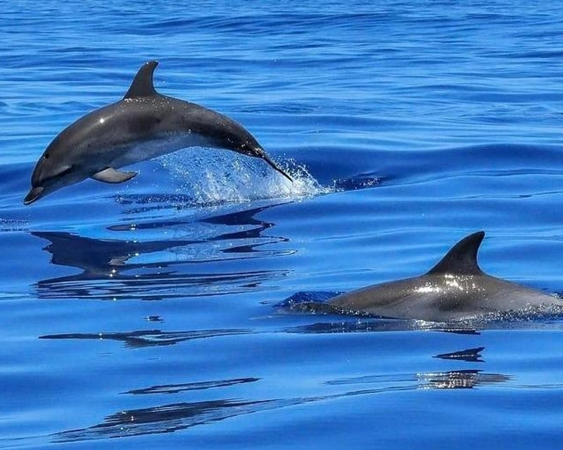 Shell Key Snorkeling & Dolphin Cruise from Madeira Beach