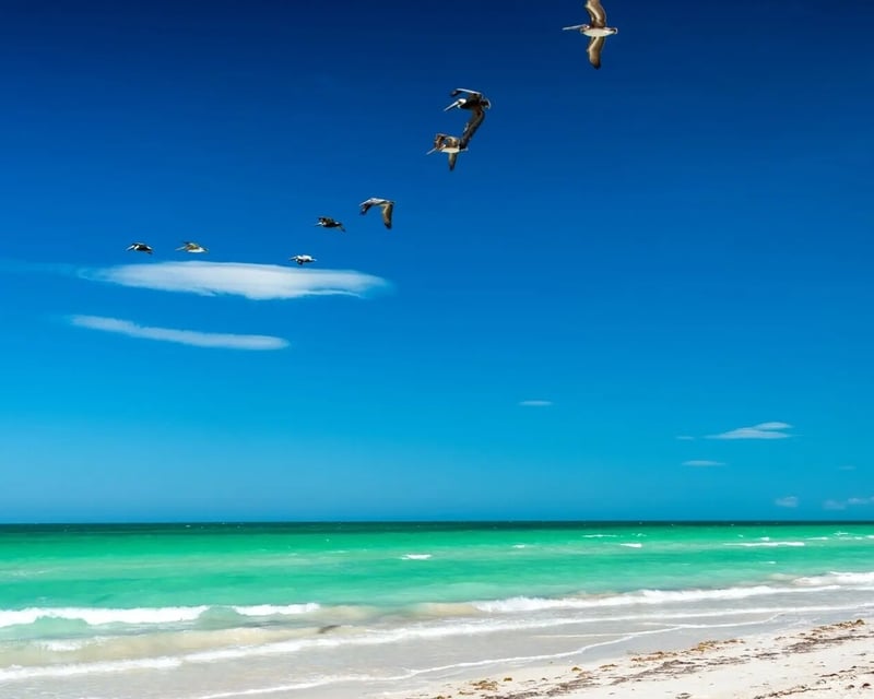 Private Cayo Costa Trawler Cruise from Port Charlotte