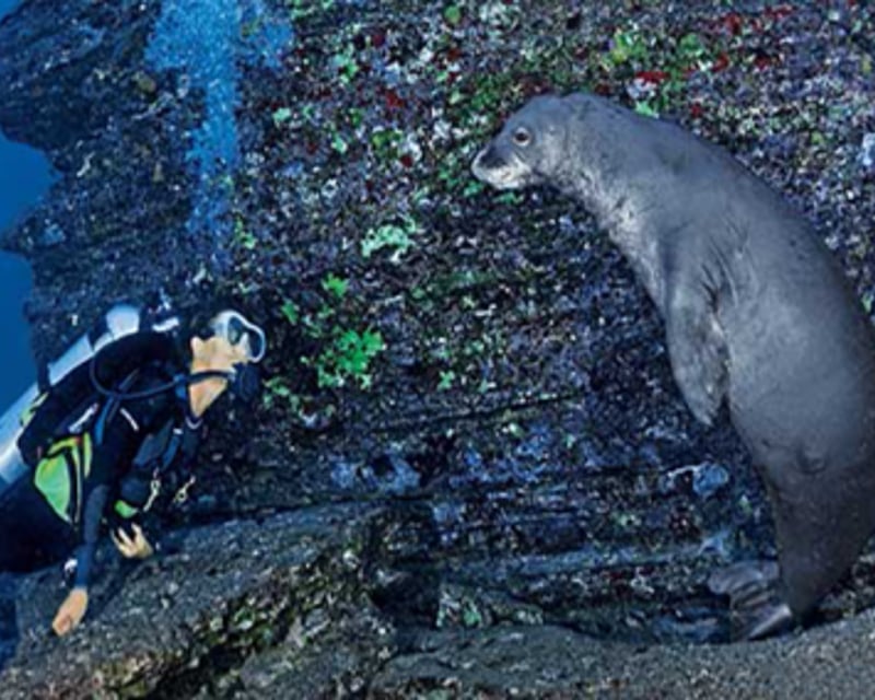 Dive Ni’ihau on a 12-Hour Charter