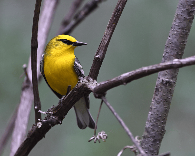 Birdwatching Walk on Wooded Farm Trails in Grayson, KY