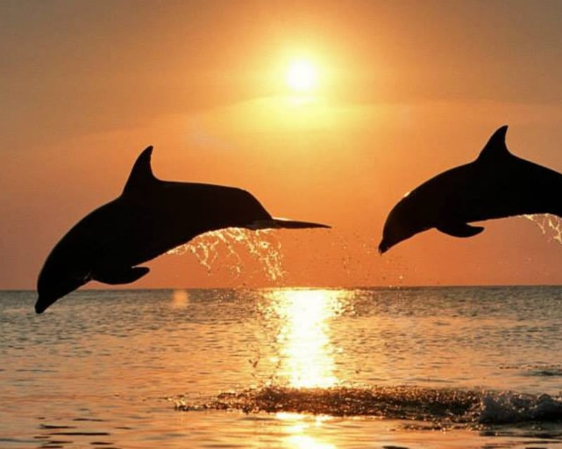 Dolphin Watching Sunset Cruise in Siesta Key