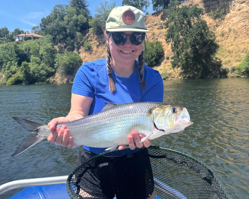 Float Fish for Shad on the American River