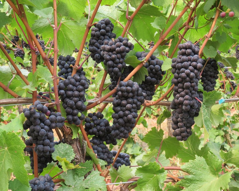 Private 6-Hour Willamette Valley Wine Tour