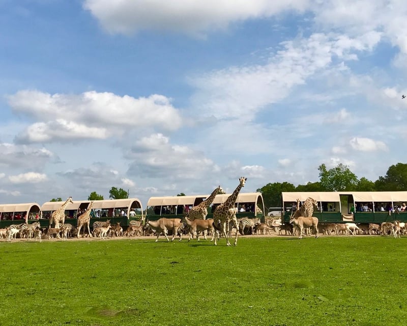 75-Minute Guided Safari Wagon Tour in Folsom