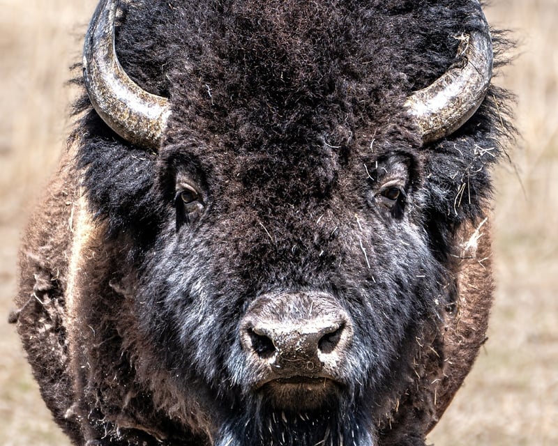 Private Full-Day Yellowstone Wildlife Safari from Big Sky